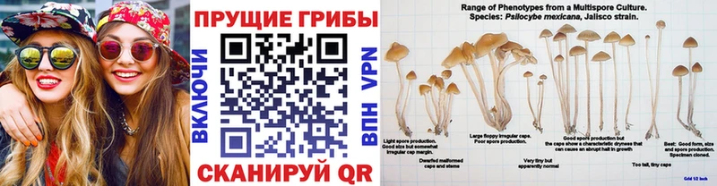 Галлюциногенные грибы ЛСД  KRAKEN зеркало  Оренбург 